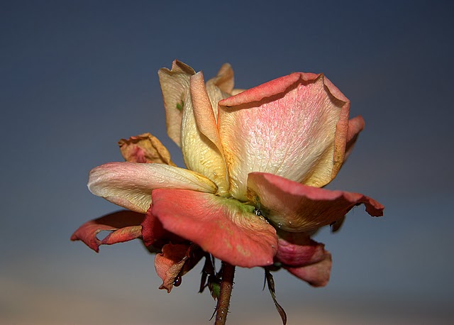 Photo : BalouLumix 1609Rose